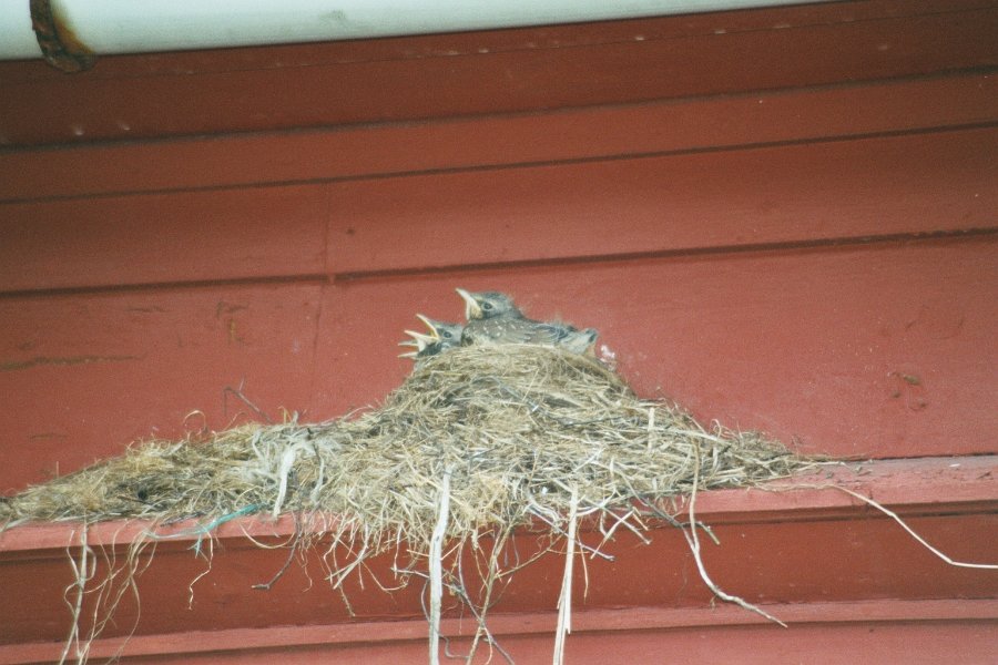 2003060624 fjaerland nest